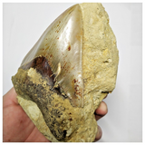 T118 - Finest Quality Serrated 4.29'' Megalodon Tooth in Matrix Indonesia Location