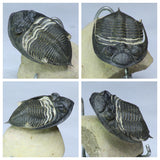 L172 - Great Flying Prepared 2.67'' Zlichovaspis rugosa Lower Devonian Trilobite - Christopher Angne Order