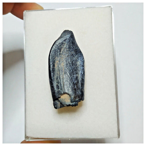 JS5 - Top Rare Jobaria tiguidensis Sauropod Dinosaur Tooth Jurassic Tiouraren Fm