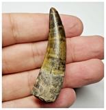 T15 - Rare Suchomimus tenerensis Dinosaur Tooth Lower Cretaceous Elrhaz Fm