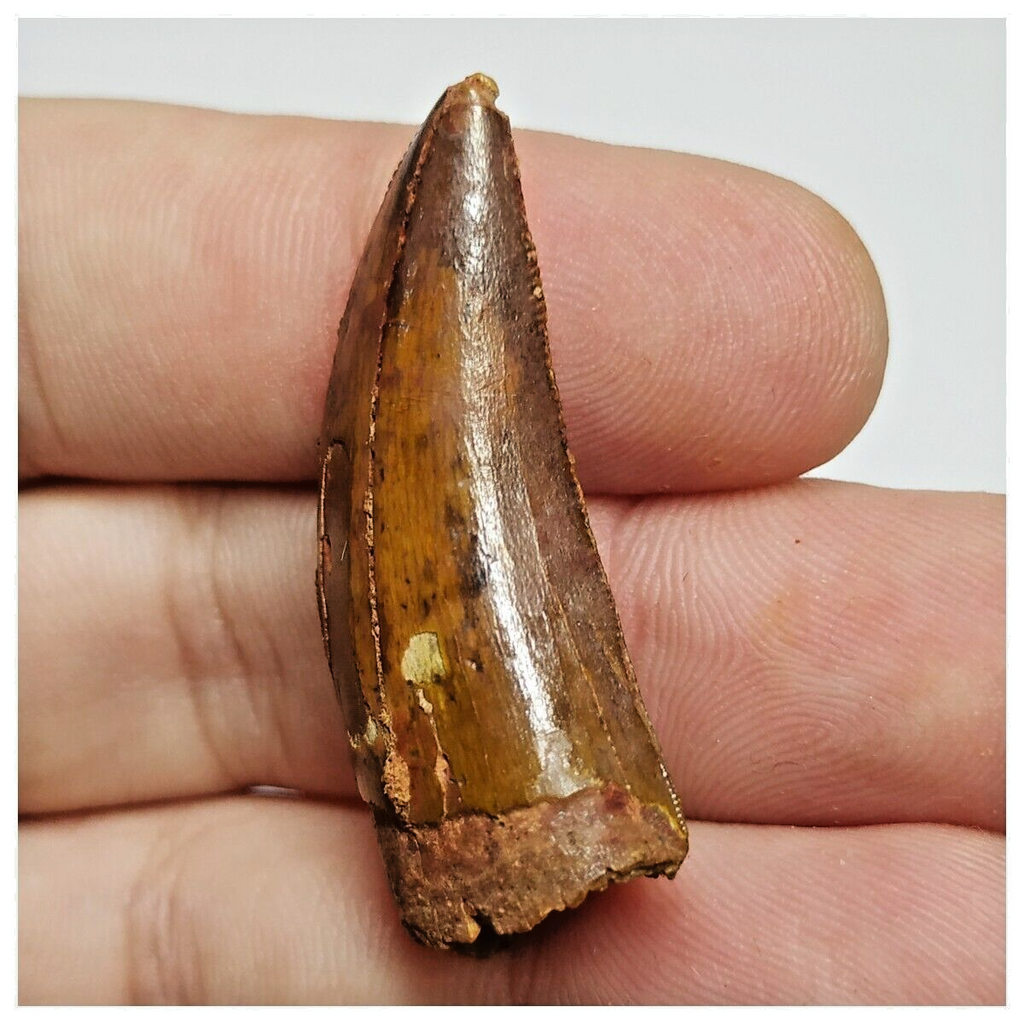 T198 - Finest Grade Red Carcharodontosaurus Dinosaur Tooth - Cretaceous KemKem