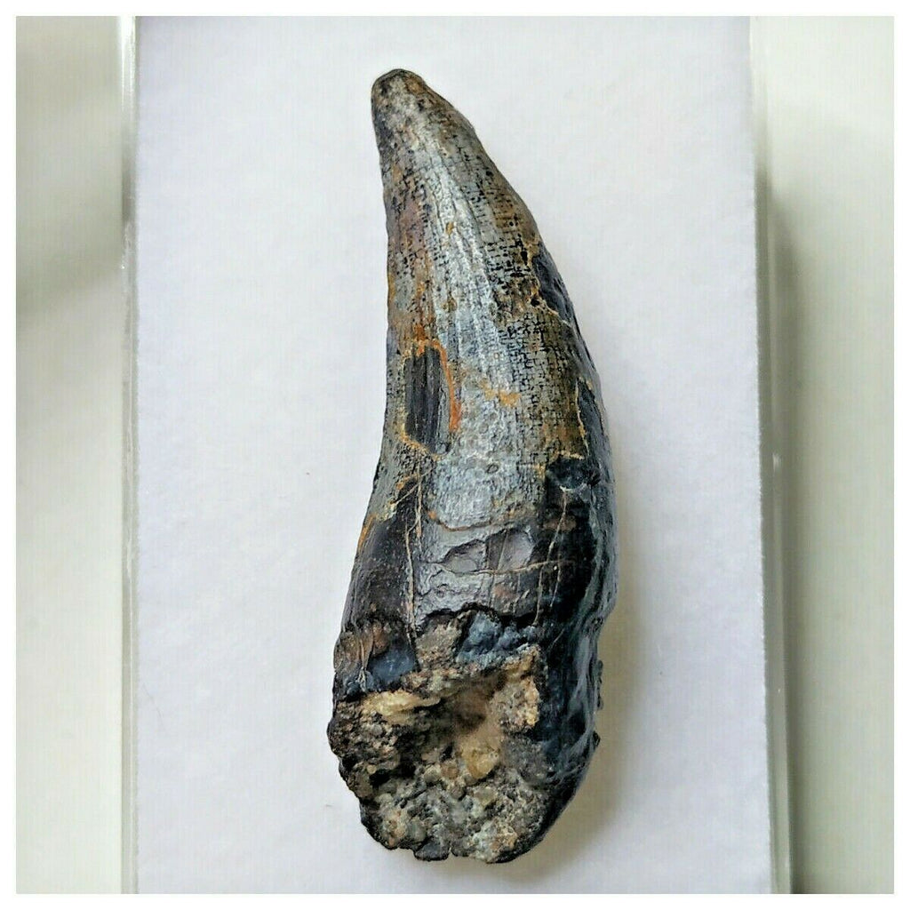 S7 - Exceedingly Rare Suchomimus tenerensis Dinosaur Tooth - Elrhaz Fm - Niger