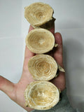 A3, A16, A27, A29 & P26 Selenopeltis + 3 Eudolatites + Dyrosaurus phosphaticus Femur Bone +Crocodile Limb Bone + Dyrosaurus phosphaticus Femur Bone + 4 Enchodus libycus - Order 143935158356