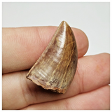 T199 - Finest Grade Carcharodontosaurus Dinosaur Tooth - Cretaceous KemKem Beds