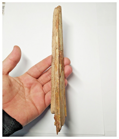 T253 - Exceedingly Rare 8.42'' Cretaceous Azhdarchid Pterosaur Dentary Bone KemKem