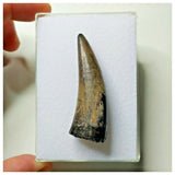 S20 - Sarcosuchus imperator Crocodile Tooth - Cretaceous Elrhaz Fm Tenere Desert