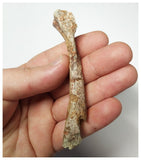 T261 - Top Rare 3.46 Inch Cretaceous Azhdarchid Pterosaur Metacarpal Bone KemKem