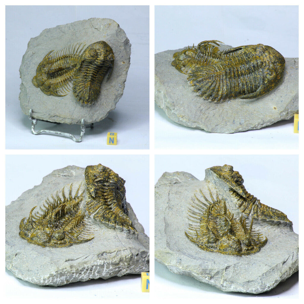 L25 + L36 Spiny Koneprusia dahmani + Outstanding Association Spiny Comura + Hollardops Devonian Trilobites - Order Kenichi