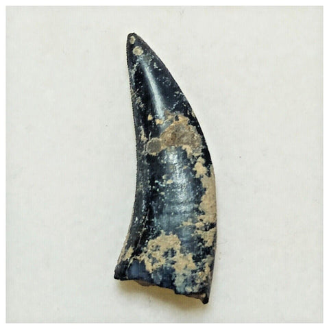 JS19 - Kryptops palaios Abelisaurid Theropod Dinosaur Tooth Cretaceous Elrhaz Fm