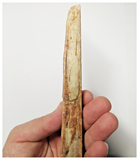 T253 - Exceedingly Rare 8.42'' Cretaceous Azhdarchid Pterosaur Dentary Bone KemKem