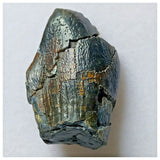 S17 - Spinophorosaurus nigeriensis Basal Sauropod Dinosaur Tooth Jurassic Irhazer Fm
