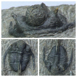 K16- Nice 1.18 Inch Cyphaspis (Otarion) cf. boutscharafinense Devonian Trilobite - Order A. Galbert