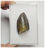 T70 - Rare Jobaria tiguidensis Sauropod Dinosaur Tooth Jurassic Tiouraren Fm