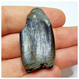 JS2 - Top Rare Jobaria tiguidensis Sauropod Dinosaur Tooth Jurassic Tiouraren Fm