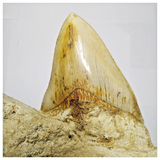 T120 - Finest Quality Serrated 4.68'' Megalodon Tooth in Matrix Indonesia Location