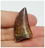 T83 - Finest Grade Dark Carcharodontosaurus Dinosaur Tooth - Cretaceous KemKem