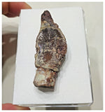 F3 - Exceedingly Rare Turiasaurid Sauropod Dinosaur Tooth Jurassic El Mers Fm