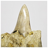 T122 - Finest Quality Serrated 2.63'' Megalodon Tooth in Matrix Indonesia Location