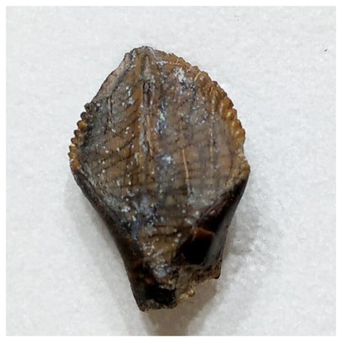 E10 - Elrhazosaurus Basal Iguanodontian Dinosaur Tooth - Cretaceous Elrhaz Fm