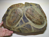 A10 & A9 9.21'' Symphysurus Ordovician Trilobites + Undescribed Huge 11.22 Inch Asaphid Trilobite - Order (143934936741)