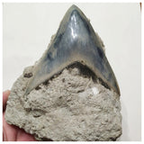 G44 - Finest Quality Serrated 8.8cm Megalodon Tooth in Matrix Indonesia Location