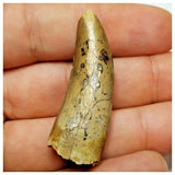 JS18 - Kryptops palaios Abelisaurid Theropod Dinosaur Tooth Cretaceous Elrhaz Fm