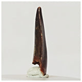 R3 - Finest Grade 0.82 Inch Abelisaurid Dinosaur Tooth Upper Cretaceous KemKem