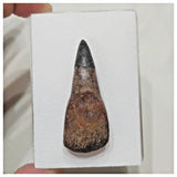 F10 - Exceedingly Rare Ichthyosaur (Platypterygius) Rooted Tooth Cretaceous Russia