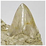 T115 - Finest Quality Serrated 4.21'' Megalodon Tooth in Matrix Indonesia Location