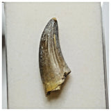 JS23 - Unique Undescribed Basal Spinosaurid Dinosaur Tooth Jurassic Tiouraren Fm