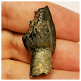 JS58 - Top Rare Jobaria tiguidensis Sauropod Dinosaur Tooth Jurassic Tiouraren Fm