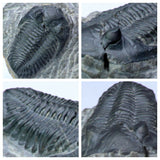 Order Adam Winter. Trilobites + Meteorites