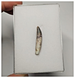 T34 - Unique Rare Rooted Undescribed Theropod Dinosaur Tooth Jurassic Tiouraren Fm