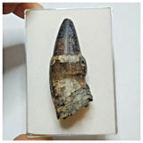 JS28 - Top Rare Pathologically Deformed Sarcosuchus Crocodile Tooth Cretaceous Elrhaz Fm