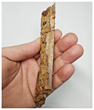 T267 - Exceedingly Rare 5.39'' Cretaceous Azhdarchid Pterosaur Dentary Bone KemKem