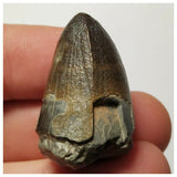 Sarcosuchus + Suchomimus Teeth Lower Cretaceous Erlhaz Fm Niger + Furca + Ampyx + Bavarilla - 143972413005