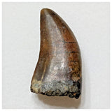E8 - Rare Eocarcharia dinops Dinosaur Tooth - Cretaceous Elrhaz Fm Tenere Desert