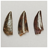 T204 - Set of 5 Finest Abelisaurid Dinosaur Teeth Upper Cretaceous KemKem Beds
