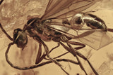 J55 - Great WINGED ANT & FLY Fossil Inclusion Genuine BALTIC AMBER + HQ Picture