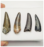 T39 - Set of 4 Suchomimus tenerensis Dinosaur Teeth Lower Cretaceous Elrhaz Fm