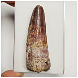 T222 - Great 2.71'' Red Spinosaurus Dinosaur Tooth Cretaceous KemKem Beds