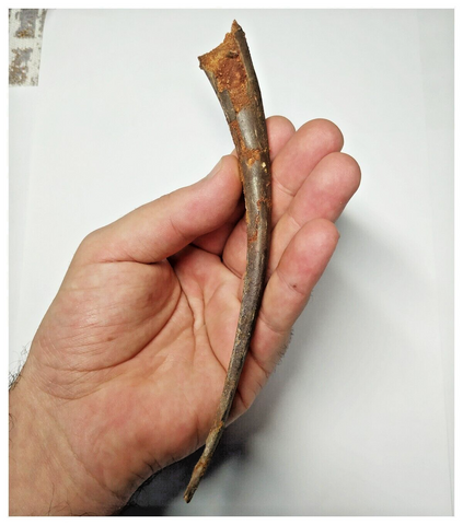 T256 - Exceedingly Rare Upper Cretaceous Azhdarchid Pterosaur Rib Bone KemKem