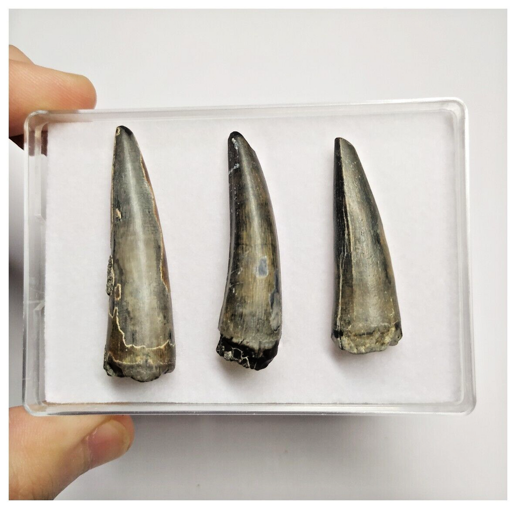 T215 - Set of 3 Sarcosuchus imperator Crocodile Teeth Lower Cretaceous Elrhaz Fm