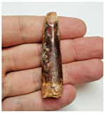 T50 - Huge Rebbachisaurus garasbae Diplodocoid Sauropod Dinosaur Tooth KemKem