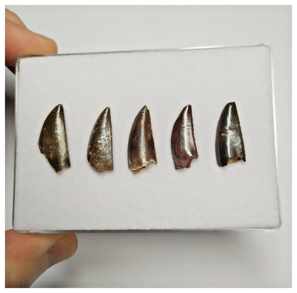 T204 - Set of 5 Finest Abelisaurid Dinosaur Teeth Upper Cretaceous KemKem Beds