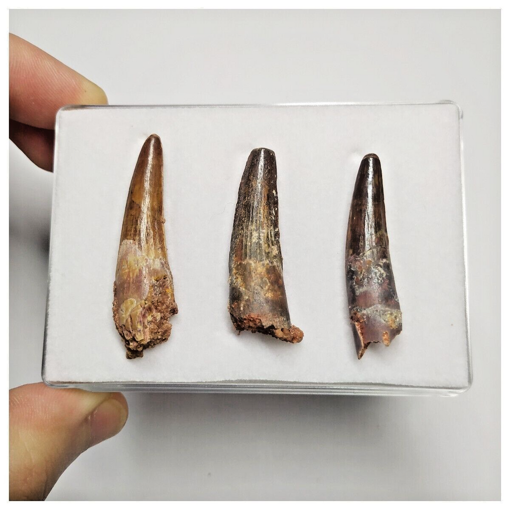 T219 - Set of 3 Finest Grade Spinosaurus Dinosaur Teeth Cretaceous KemKem Beds