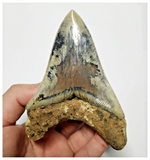 T130 - Finest Huge Serrated 4.52'' Megalodon Tooth from Rare Indonesia Location