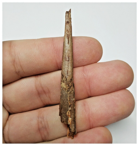 T158 - Rare 2.51'' Alanqa saharica Cretaceous Azhdarchid Pterosaur Dentary Bone
