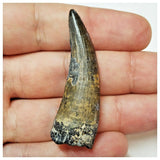 W6 - Rare Suchomimus tenerensis Dinosaur Tooth Lower Cretaceous Elrhaz Fm