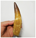 T136 - Impressive Huge 6.06 Inch Spinosaurus Dinosaur Tooth Cretaceous KemKem Beds